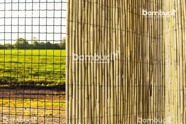 bambu cit7
