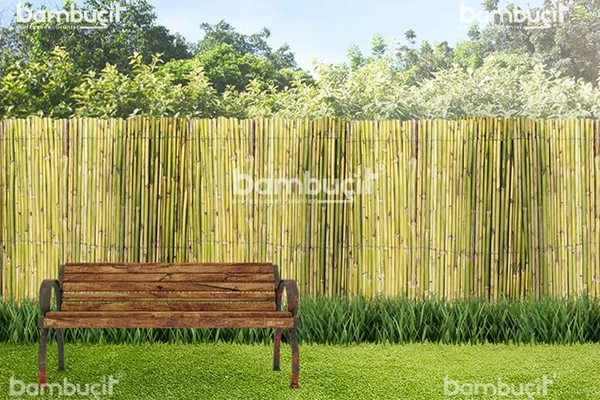 bambu cit 2