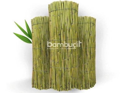 Bambu Kamış