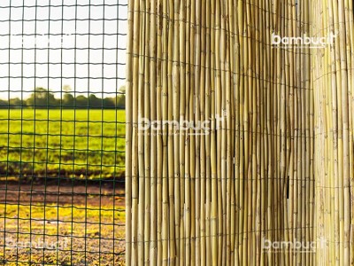 Bambu Kamış